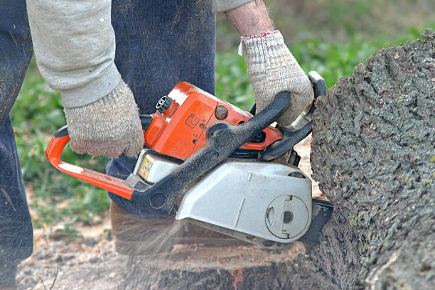 Best Tree Preservation Services  in Gilbert, MN